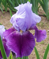 Iris germanica ''Emma Louise'' -%2 